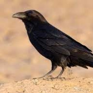 Raven1